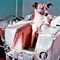 Laika[1]_small_square